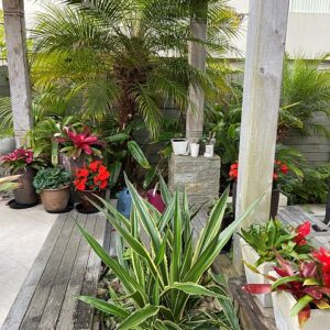 GARDEN PLANTS 4 - RESIZED GARDEN PLANTS 4 - RESIZED