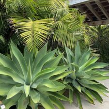 GARDEN PLANTS - RESIZED GARDEN PLANTS - RESIZED
